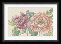 Peony Blooms IV Framed Print