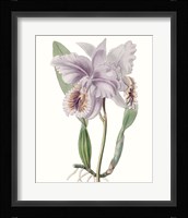 Lavender Beauties II Framed Print