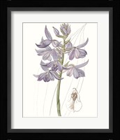 Lavender Beauties III Framed Print