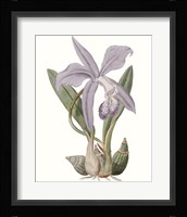 Lavender Beauties IV Framed Print