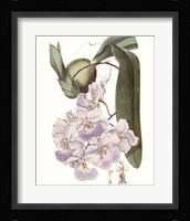 Lavender Beauties V Framed Print