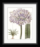 Lavender Beauties VI Framed Print