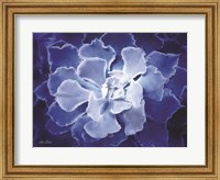 Blue Succulent I Fine Art Print