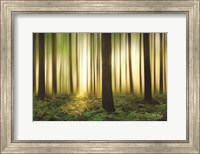 Forest in Motion Fine Art Print