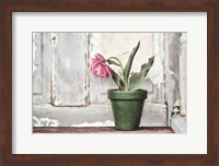 Take a Bow Tulip Fine Art Print