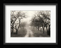 Foggy Lane Fine Art Print