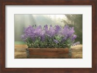 Lavender Planter Fine Art Print