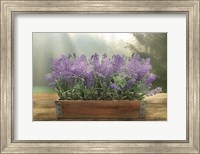 Lavender Planter Fine Art Print