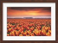 Dramatic Tulips Fine Art Print