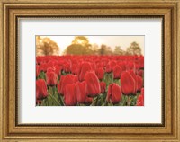 Tulips from Twente Fine Art Print