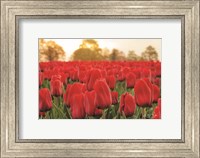Tulips from Twente Fine Art Print
