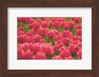 Pretty Pink Tulips Fine Art Print