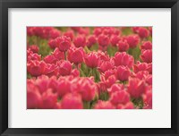 Pretty Pink Tulips Fine Art Print