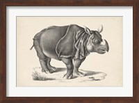 Rhinoceros Fine Art Print