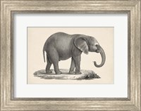 Young Elephant Fine Art Print