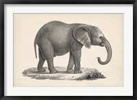 Young Elephant Fine Art Print