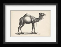 Dromedary Fine Art Print