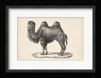 Camel Fine Art Print