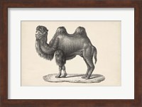 Camel Fine Art Print