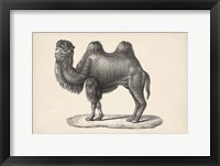 Camel Fine Art Print