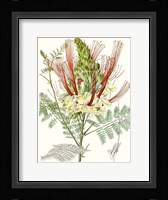Tropical Variety II Framed Print