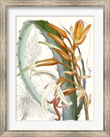 Tropical Variety III Fine Art Print
