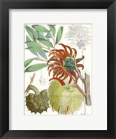 Tropical Variety IV Fine Art Print
