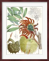 Tropical Variety IV Fine Art Print