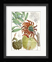 Tropical Variety IV Framed Print