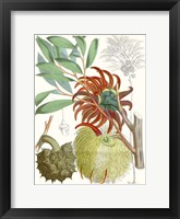 Tropical Variety IV Framed Print