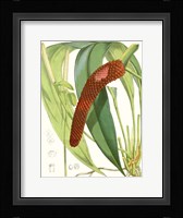 Tropical Variety V Framed Print