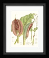 Tropical Variety VI Framed Print