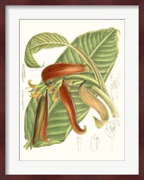 Tropical Variety VIII Fine Art Print
