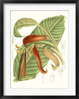 Tropical Variety VIII Fine Art Print