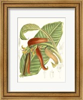 Tropical Variety VIII Fine Art Print