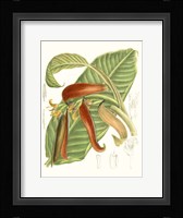 Tropical Variety VIII Framed Print