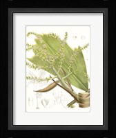 Palm Melange III Framed Print