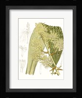 Palm Melange VI Framed Print