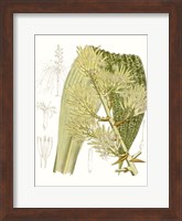 Palm Melange VI Fine Art Print