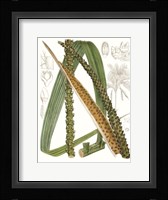 Palm Melange IX Framed Print