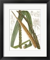 Palm Melange IX Framed Print