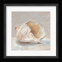 Impressionist Shell Study IV Framed Print