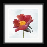 Joyful Peony I Framed Print