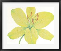 Citron Tiger Lily I Fine Art Print