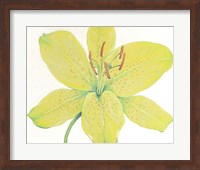 Citron Tiger Lily I Fine Art Print