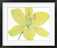 Citron Tiger Lily I Framed Print