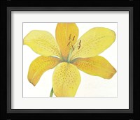 Citron Tiger Lily II Framed Print