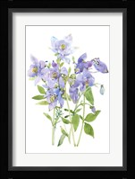 Columbine Spray I Framed Print