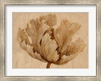 Sepia Tulip on Birch I Fine Art Print