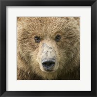 Bear Life I Fine Art Print